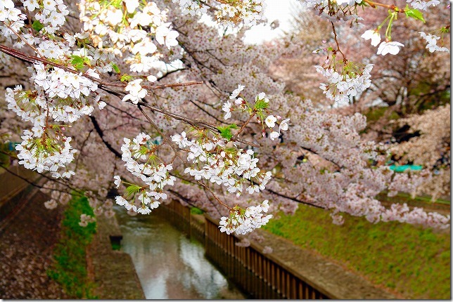 善福寺川緑地 桜
