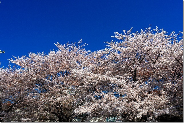 善福寺川緑地　桜