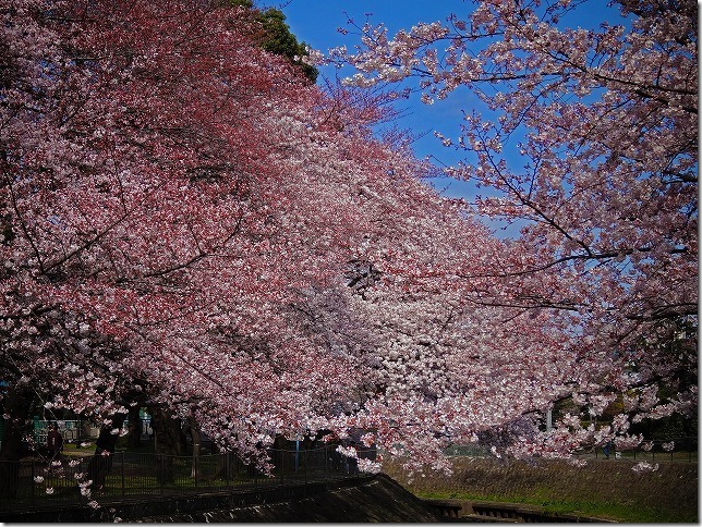 2015年 善福寺川緑地 桜