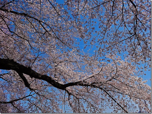2015年 善福寺川緑地 桜