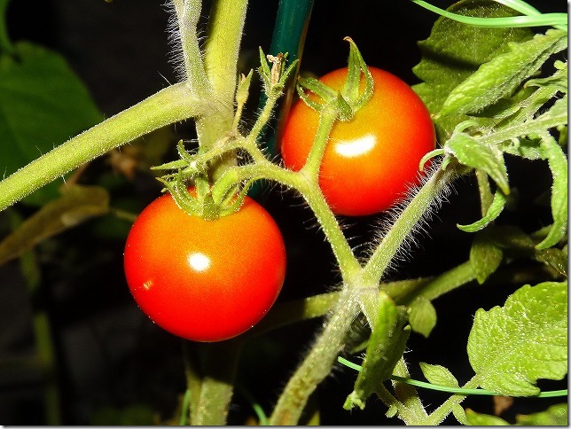 家庭菜園　トマト