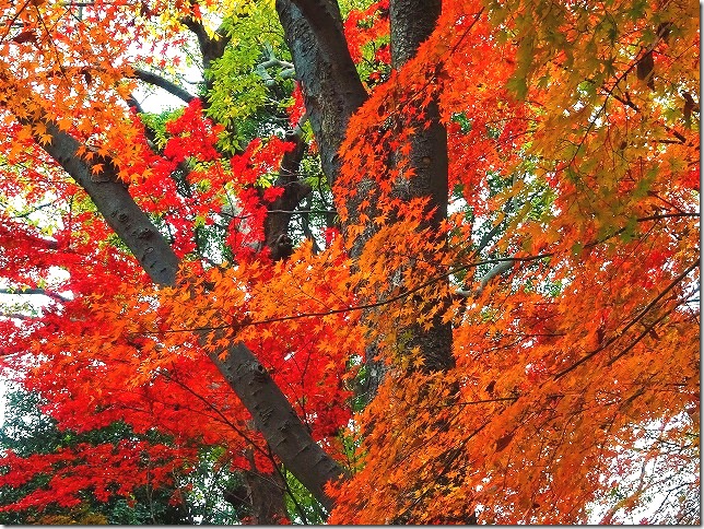上野公園　紅葉