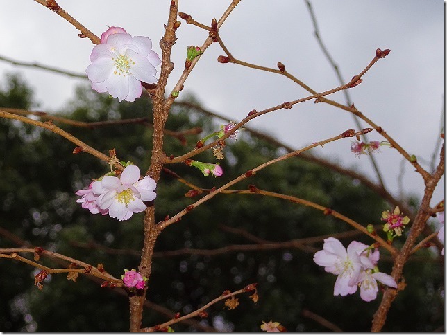 上野公園　十月桜