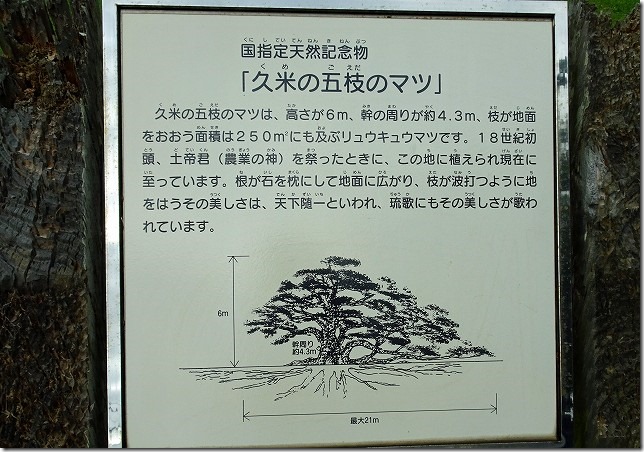 五枝（ごえだ）の松　久米島