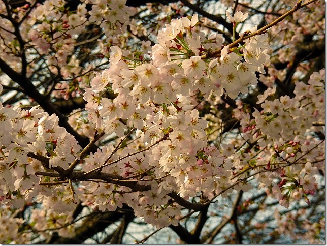 善福寺川緑地　桜（東京都 杉並区）