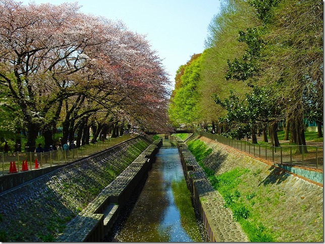 善福寺川緑地（東京都 杉並区）　桜