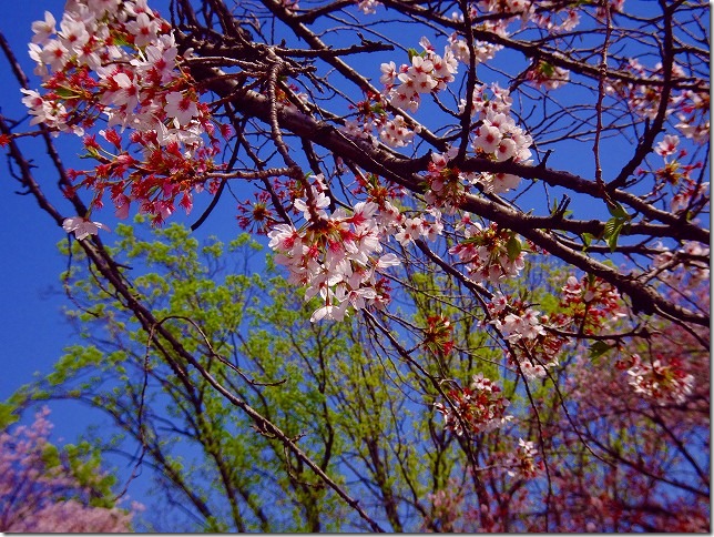 善福寺川緑地（東京都 杉並区）　桜