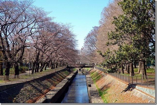 20019年 善福寺川緑地（東京都 杉並区）桜