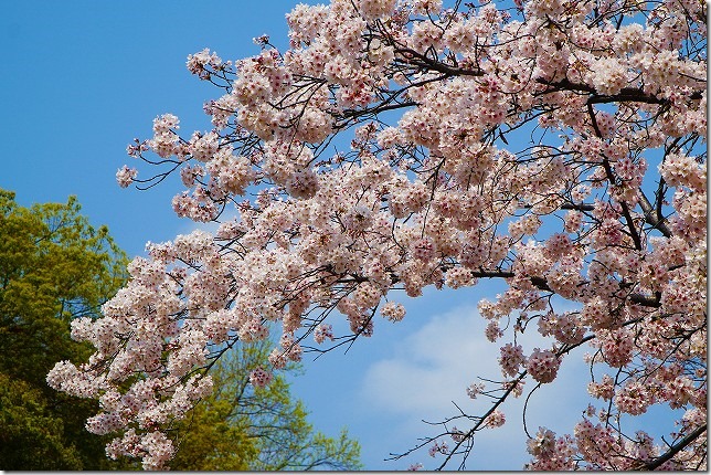 20019年 善福寺川緑地（東京都 杉並区）桜