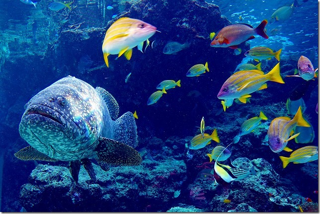 沖縄美ら海水族館（沖縄県 本部町（もとぶちょう））