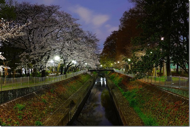 2021年 ：「善福寺川緑地」 桜 （東京都 杉並区）