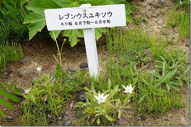 高山植物園（北海道 礼文町）