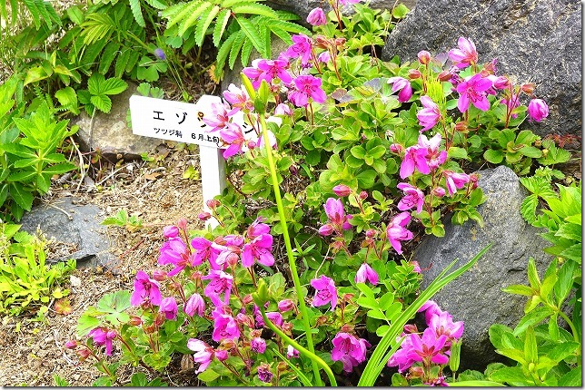 高山植物園（北海道 礼文町）