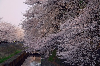 善福寺川 桜