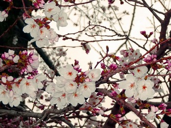 宇都宮 桜